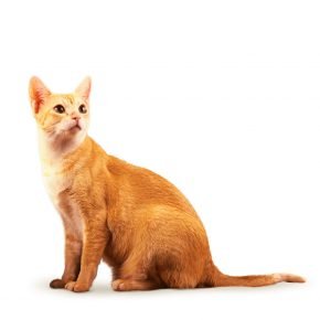 Gato de raza Ceilán