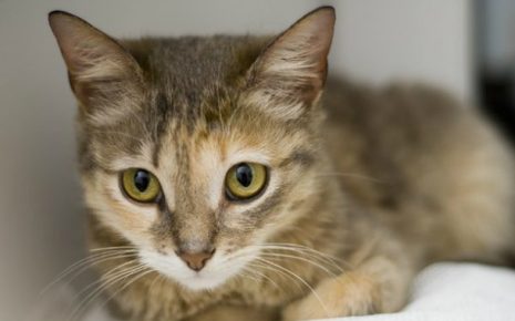 Ojos de un gato de Ceilán