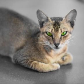 Ojos de un gato de Ceilán