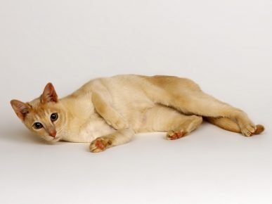 Gato de Ceilán
