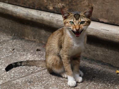 gato de Ceilán