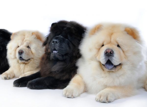 Cómo alimentar a chow chow lee el artículo