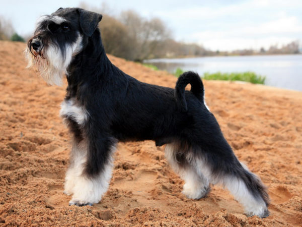 Cómo alimentar al schnauzer miniatura lee el artículo
