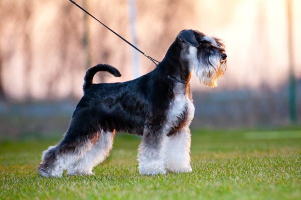 Cómo alimentar al schnauzer miniatura