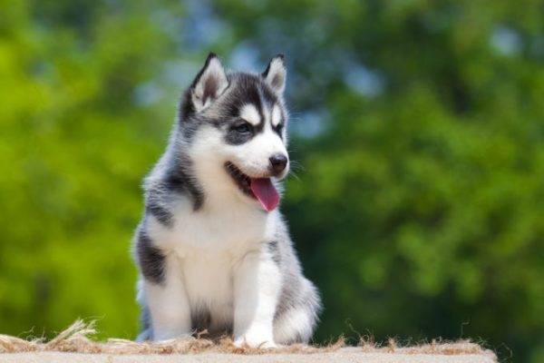 cachorro husky