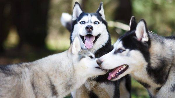 tres perros esquimales