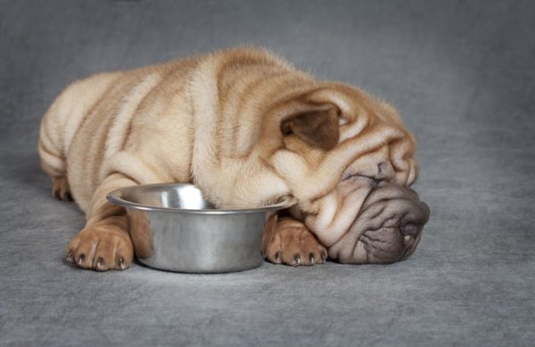 Qué alimentar a Sharpei