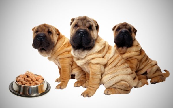Cómo alimentar a Sharpei lee el artículo