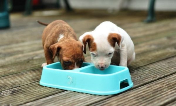 Cómo alimentar a un cachorro con diarrea