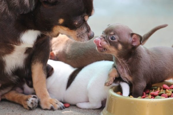 Lindos perros