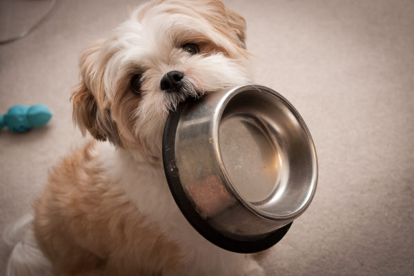 Cómo alimentar a Shih Tzu