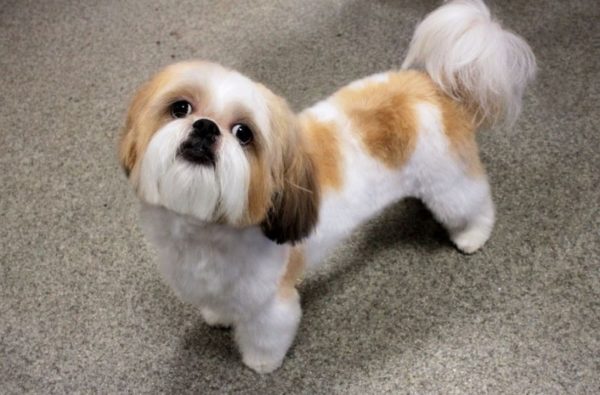 Cómo alimentar a Shih Tzu lee el artículo