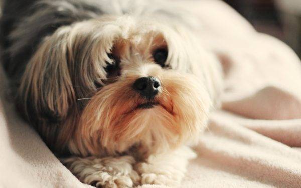 La mejor comida seca para Shih Tzu