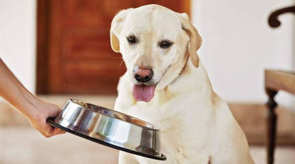 dale de comer al perro
