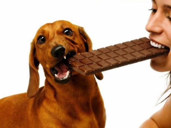 El perro no debe ser dulce