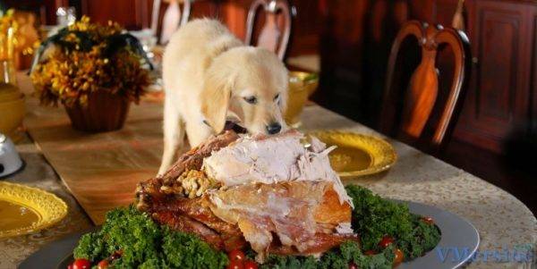 Lo que no puede alimentar a un perro