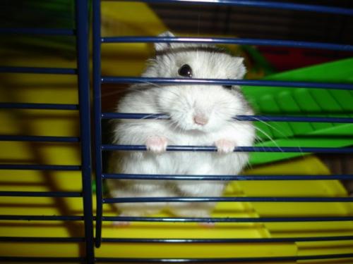 Qué hacer si un hámster se escapa
