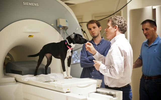 �Qué es el síndrome de Cushing en perros: tratamiento, diagnósticos