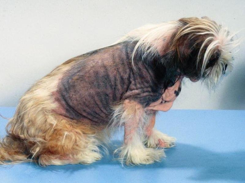 �Qué es el síndrome de Cushing en perros: tratamiento, diagnósticos