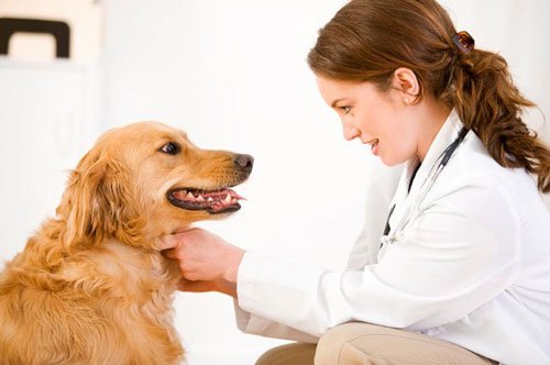 �Qué es el síndrome de Cushing en perros: tratamiento, diagnósticos