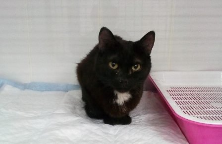 Gato negro