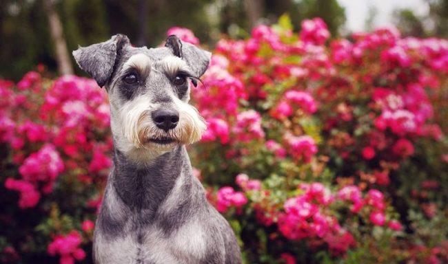 El schnauzer miniatura se puede llamar un perro grande, encerrado en un cuerpo pequeño. El schnauzer miniatura del perro desconfía de todo lo que lo rodea y tiene un gran deseo de proteger al dueño