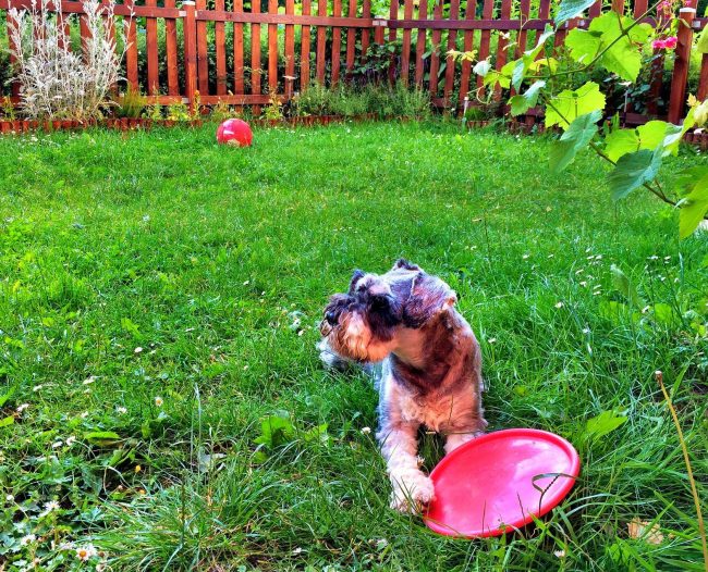 El Schnauzer Miniatura adora los paseos al aire libre y los juegos activos. Estará encantado de hacerte compañía en el juego de Frisbee y perseguir la pelota