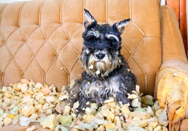 No deje el schnauzer por mucho tiempo. Puede ser peligroso para sus muebles