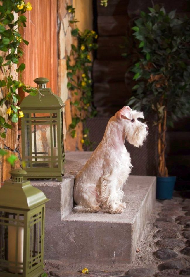El Schnauzer Miniatura es un verdadero vigilante
