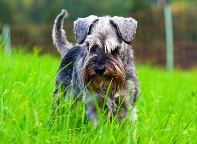 El Schnauzer Miniatura es una raza de perros muy saludable. Pero a veces pueden sufrir lesiones debido a su actividad, insectos y gusanos