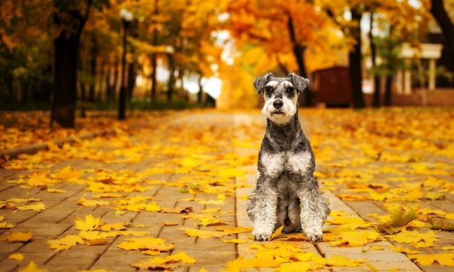 El Schnauzer Miniatura es un perro maravilloso, amable, leal y valiente que puede decorar tu vida cotidiana