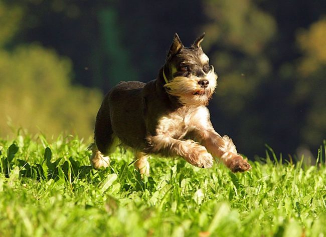 Los perros schnauzer miniatura son extremadamente activos, les encantan los ejercicios energéticos y las cargas, los juegos divertidos y ruidosos, son extremadamente activos en varios tipos de eventos familiares