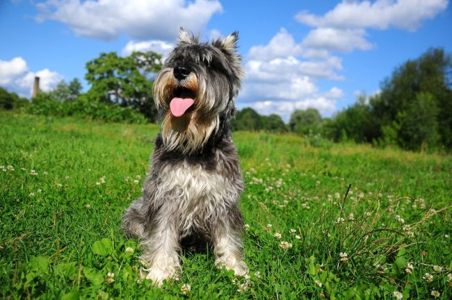 Color Schnauzer miniatura