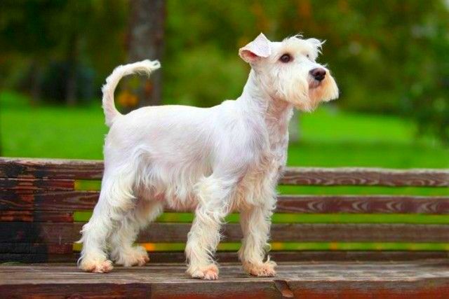 Al igual que el resto de los schnauzers, el schnauzer miniatura es muy ágil y alerta. Este perro obedece las órdenes con mucha facilidad