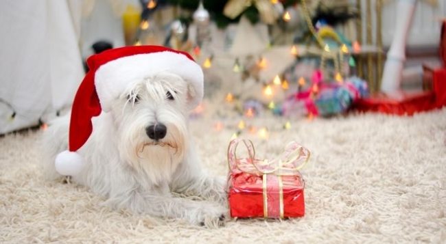 El Schnauzer Miniatura es elegido por aquellos que necesitan un compañero o simplemente una mascota de la familia. Dado que el perro requiere atención constante, las familias donde siempre no hay tiempo no son adecuadas para él. Son buenos amigos para los niños que aman a la familia, traen mucha alegría a la casa 