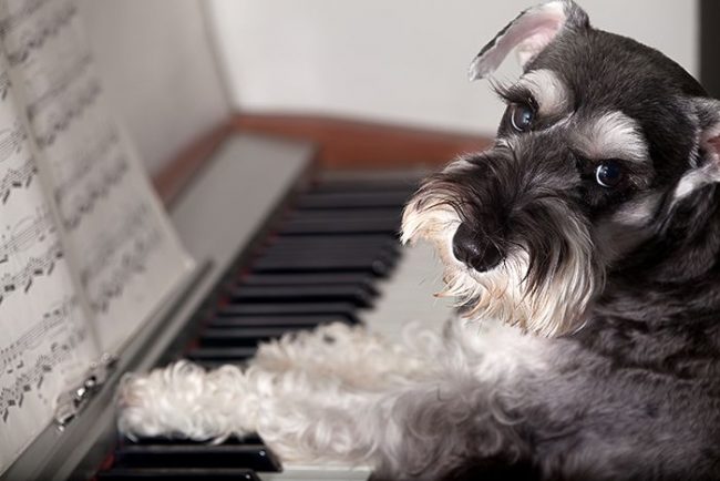 Schnauzer miniatura respeta los clásicos