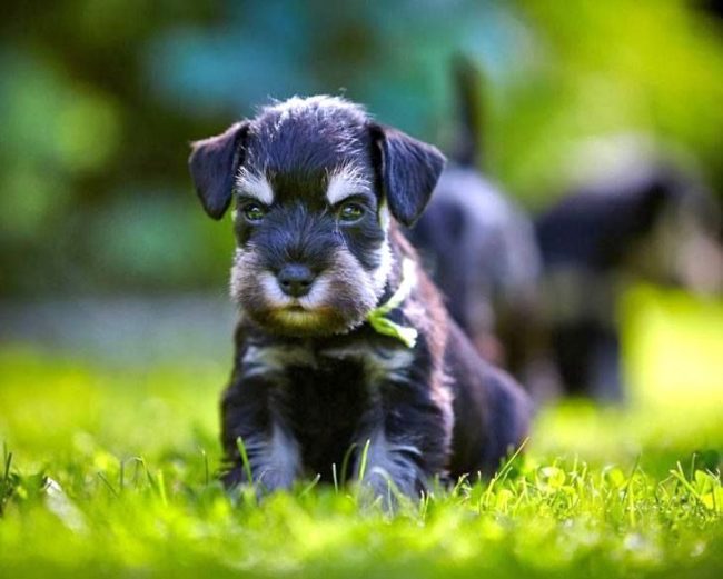 Schnauzer miniatura bebé serio