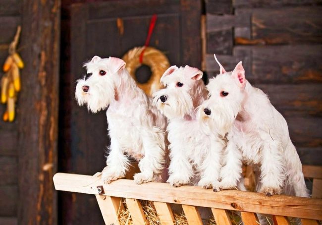 La familia de los schnauzers blancos