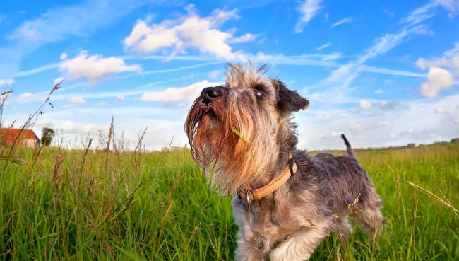Schnauzer miniatura en los campos