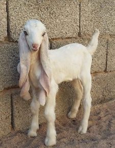 Cabra joven de damasco