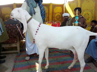 Cabra blanca Shami
