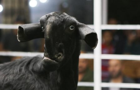 Cabras Damasco