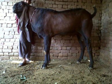 Cabra Shami
