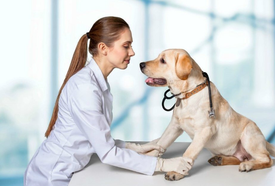 Displasia de cadera de perro: diagnóstico, tratamiento y pronóstico