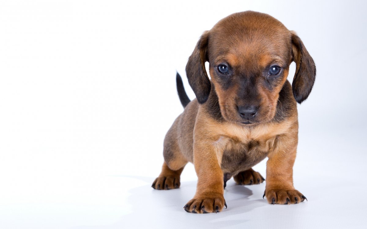 Displasia de cadera de perro: diagnóstico, tratamiento y pronóstico