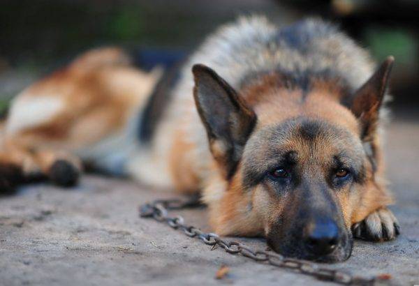 perro triste miente