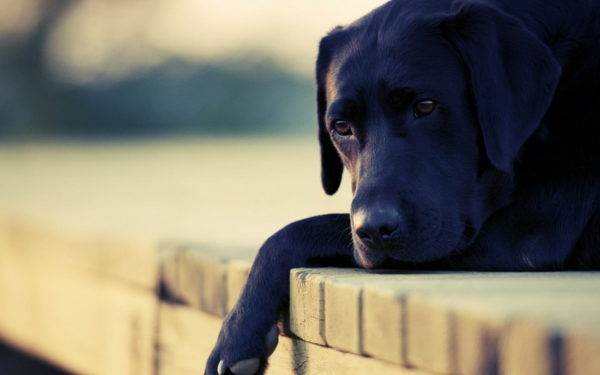 labrador