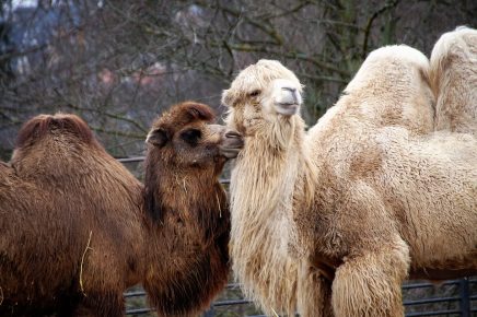 Dos camellos