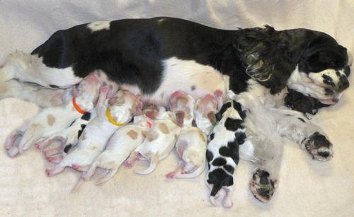 Eclampsia (tetania posparto) en perros: causas, síntomas y tratamiento