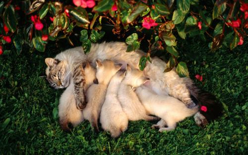Eclampsia en gatos